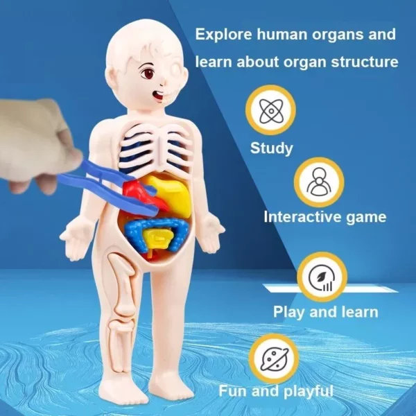 14Pcs Set Human Organ Model Children DIY Assembled