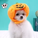 Corduroy Pumpkin Halloween Hat for Cats & Dogs