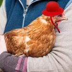 Colorful Feathered Chicken Hat