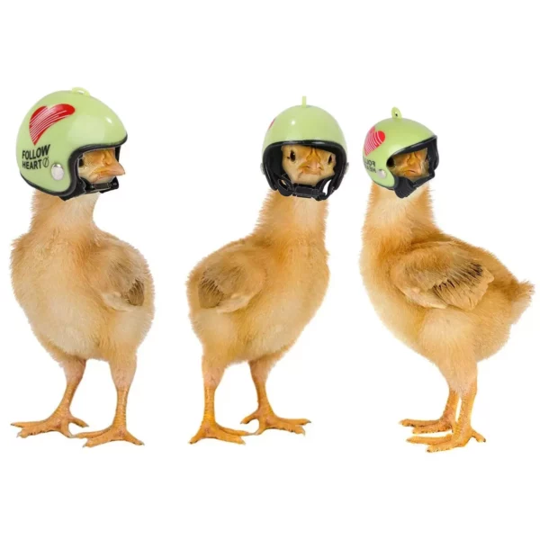 Adjustable Chicken Protective Helmet - Image 7