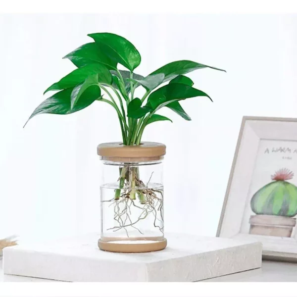 Mini Hydroponic Flower Pot Home Vase Decor - Image 7