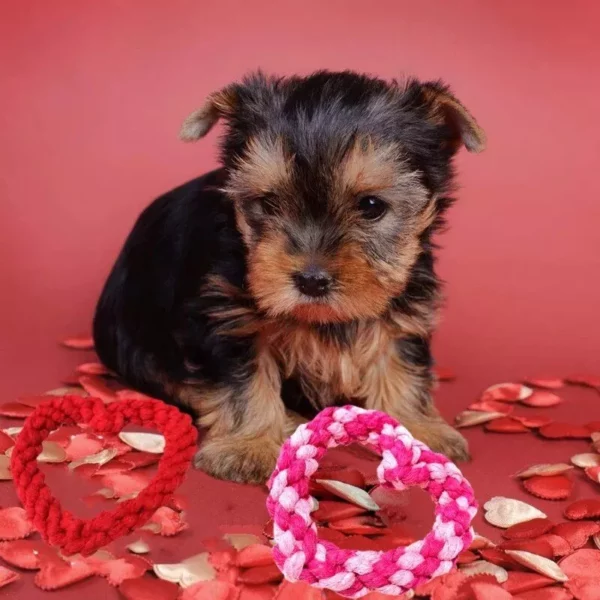 Heart-Shaped Cotton Rope Dog Chew Toy for Teeth Cleaning and Training - Image 4