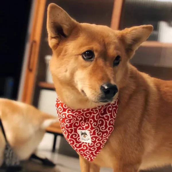 Chic Pet Bandana Collar