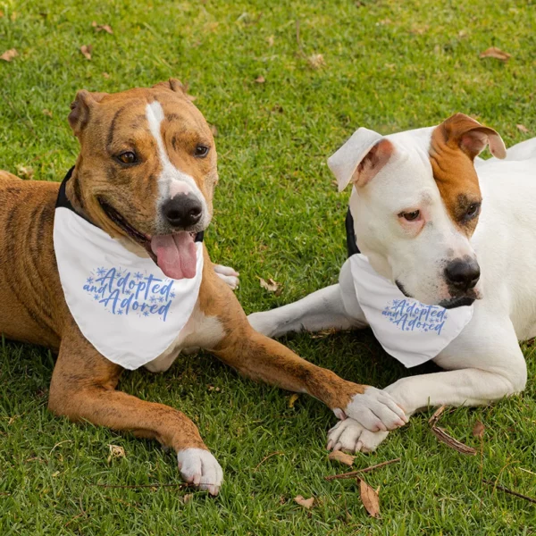 Adopted Pet Bandana Collar – Cute Scarf Collar – Trendy Dog Bandana