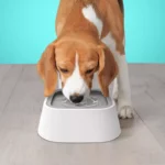 Spill-Proof & Non-Wetting 1.5L Pet Water Bowl